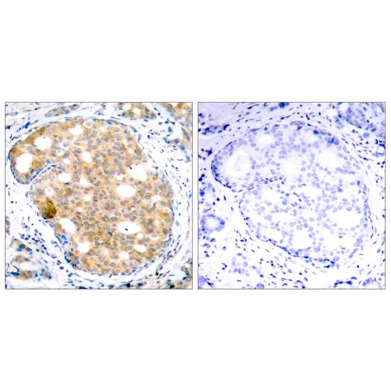 Immunohistochemistry - GSK3b (Ab-9) Antibody from Signalway Antibody (21002) - Antibodies.com