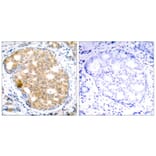 Immunohistochemistry - GSK3b (Ab-9) Antibody from Signalway Antibody (21002) - Antibodies.com