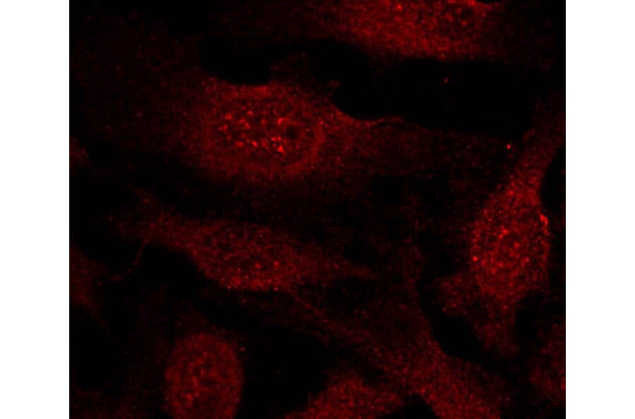 Immunofluorescence - GSK3b (Ab-9) Antibody from Signalway Antibody (21002) - Antibodies.com