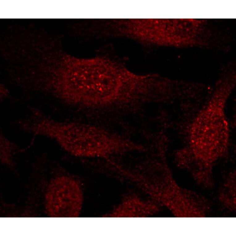 Immunofluorescence - GSK3b (Ab-9) Antibody from Signalway Antibody (21002) - Antibodies.com