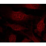 Immunofluorescence - GSK3b (Ab-9) Antibody from Signalway Antibody (21002) - Antibodies.com