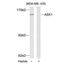 Western blot - ASK1 (Ab-83) Antibody from Signalway Antibody (21125) - Antibodies.com
