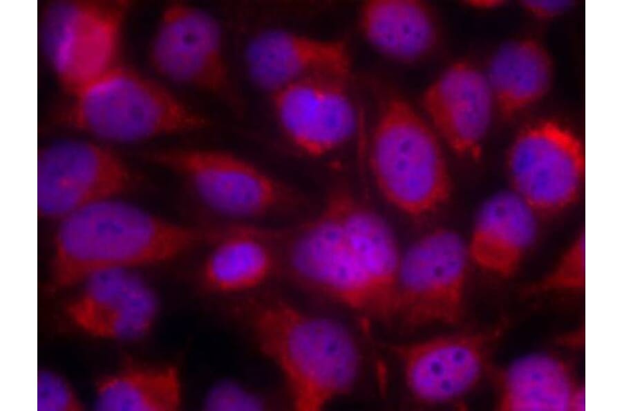 Immunofluorescence - ASK1 (Ab-83) Antibody from Signalway Antibody (21125) - Antibodies.com