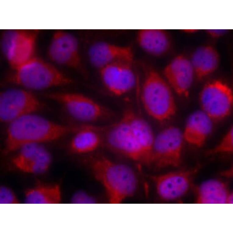 Immunofluorescence - ASK1 (Ab-83) Antibody from Signalway Antibody (21125) - Antibodies.com