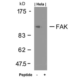 Western blot - FAK (Ab-925) Antibody from Signalway Antibody (21148) - Antibodies.com