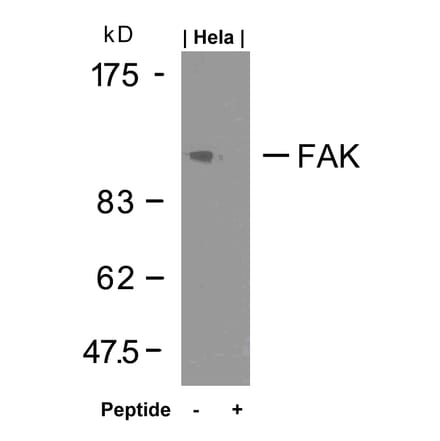 Western blot - FAK (Ab-925) Antibody from Signalway Antibody (21148) - Antibodies.com