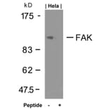 Western blot - FAK (Ab-925) Antibody from Signalway Antibody (21148) - Antibodies.com