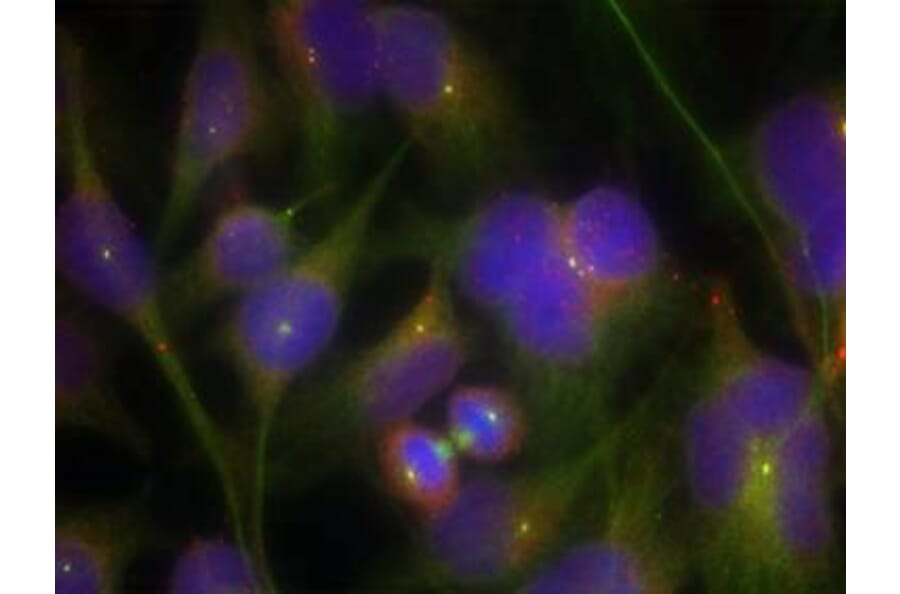 Immunofluorescence - FAK (Ab-925) Antibody from Signalway Antibody (21148) - Antibodies.com