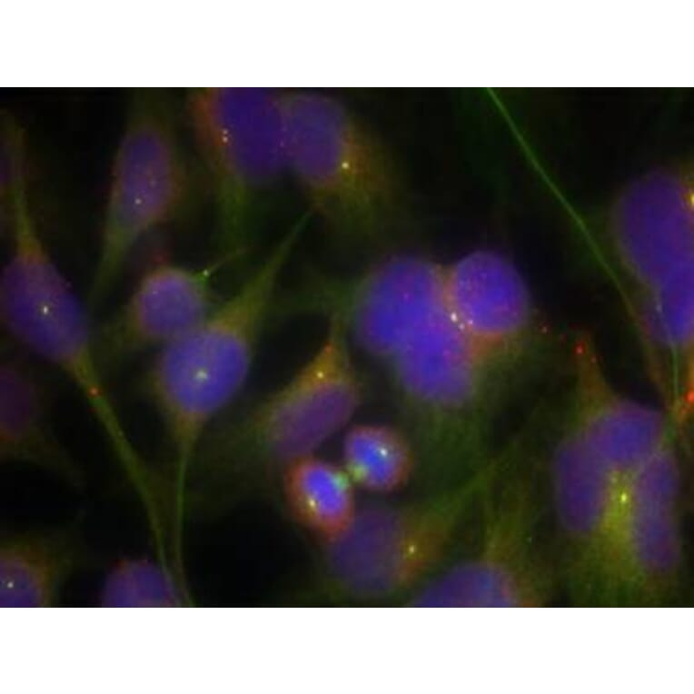 Immunofluorescence - FAK (Ab-925) Antibody from Signalway Antibody (21148) - Antibodies.com