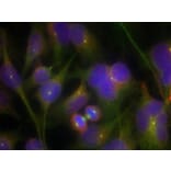 Immunofluorescence - FAK (Ab-925) Antibody from Signalway Antibody (21148) - Antibodies.com