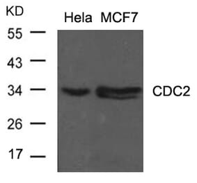 Western blot - CDC2 (Ab-15) Antibody from Signalway Antibody (21236) - Antibodies.com