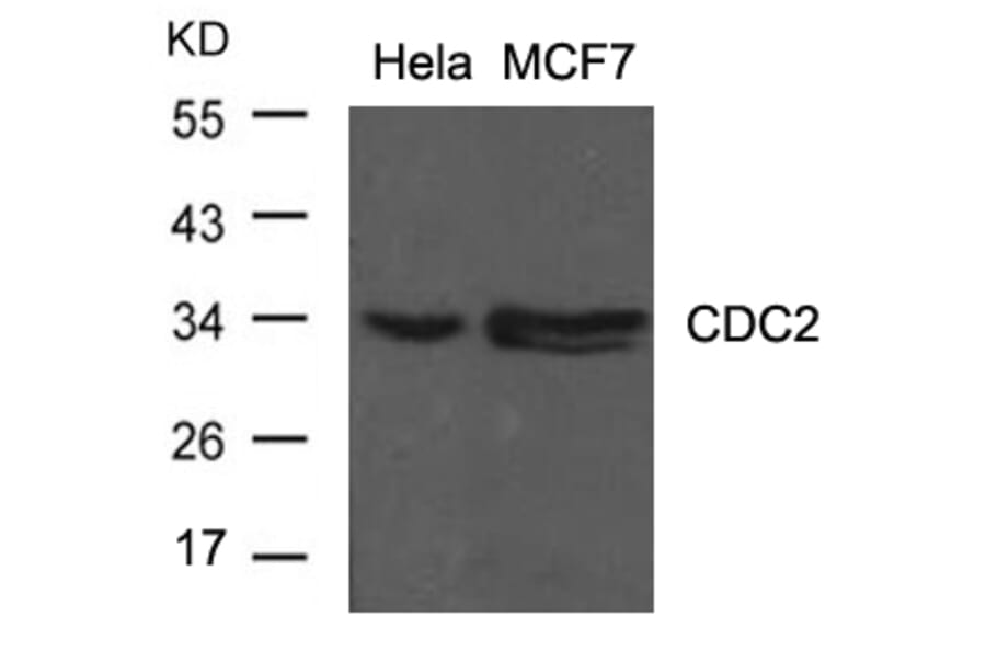 Western blot - CDC2 (Ab-15) Antibody from Signalway Antibody (21236) - Antibodies.com