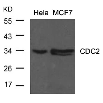 Western blot - CDC2 (Ab-15) Antibody from Signalway Antibody (21236) - Antibodies.com