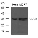 Western blot - CDC2 (Ab-15) Antibody from Signalway Antibody (21236) - Antibodies.com