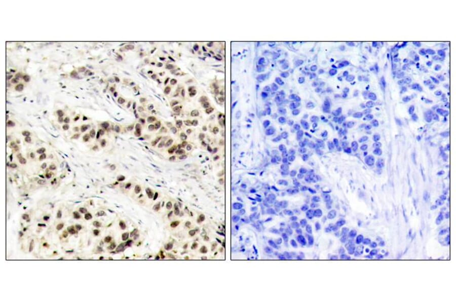 Immunohistochemistry - CDC2 (Ab-15) Antibody from Signalway Antibody (21236) - Antibodies.com
