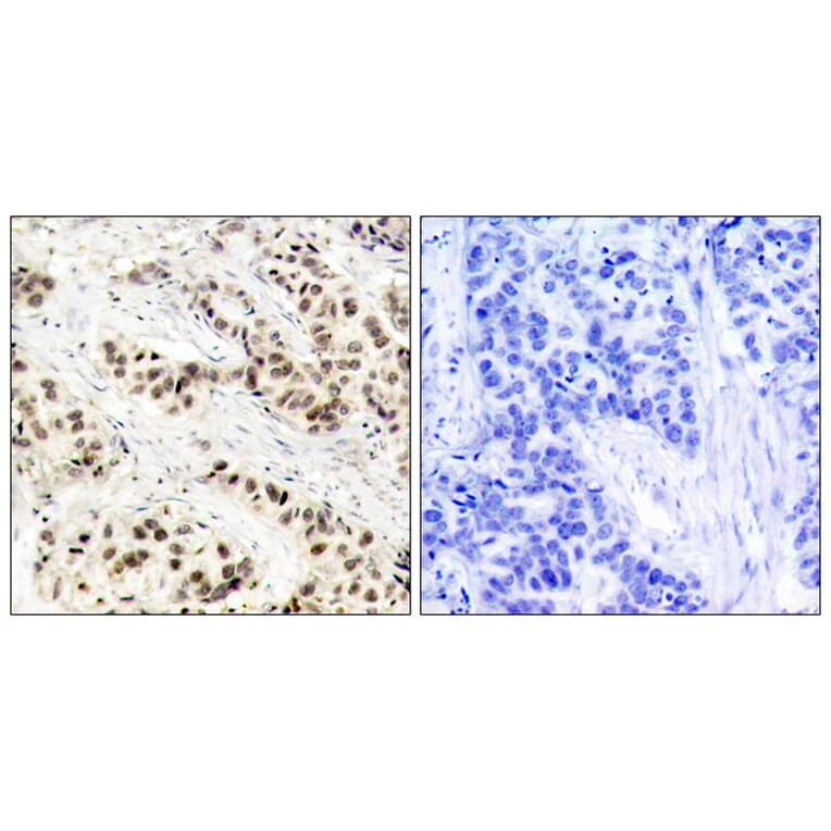 Immunohistochemistry - CDC2 (Ab-15) Antibody from Signalway Antibody (21236) - Antibodies.com