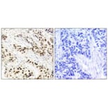 Immunohistochemistry - CDC2 (Ab-15) Antibody from Signalway Antibody (21236) - Antibodies.com