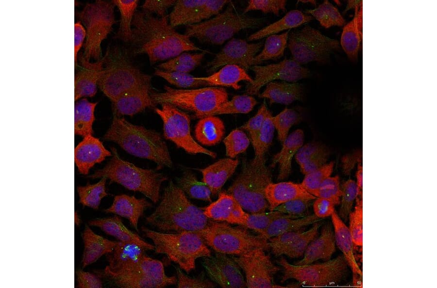 Immunofluorescence - CDC2 (Ab-15) Antibody from Signalway Antibody (21236) - Antibodies.com