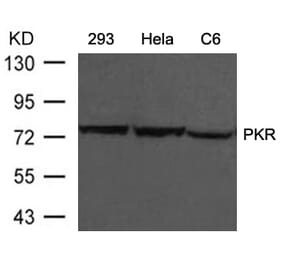 Western blot - PKR (Ab-446) Antibody from Signalway Antibody (21272) - Antibodies.com
