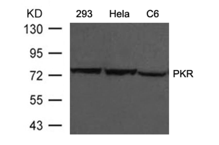 Western blot - PKR (Ab-446) Antibody from Signalway Antibody (21272) - Antibodies.com