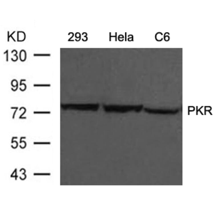 Western blot - PKR (Ab-446) Antibody from Signalway Antibody (21272) - Antibodies.com