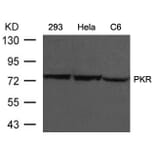 Western blot - PKR (Ab-446) Antibody from Signalway Antibody (21272) - Antibodies.com