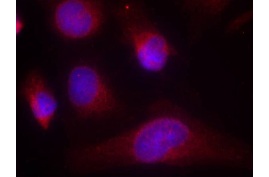 Immunofluorescence - PKR (Ab-446) Antibody from Signalway Antibody (21272) - Antibodies.com