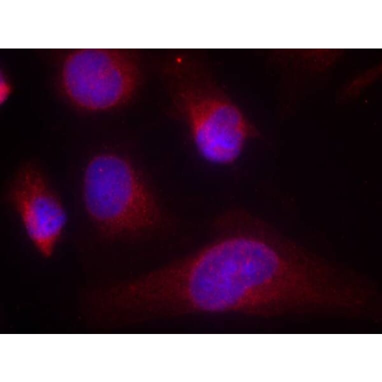 Immunofluorescence - PKR (Ab-446) Antibody from Signalway Antibody (21272) - Antibodies.com