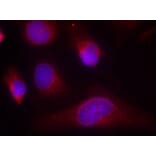 Immunofluorescence - PKR (Ab-446) Antibody from Signalway Antibody (21272) - Antibodies.com