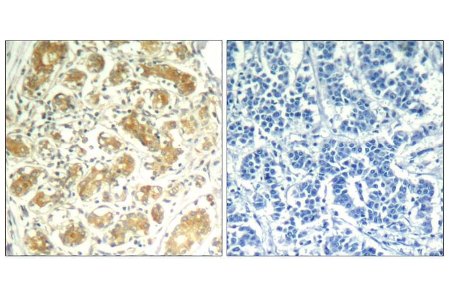 Immunohistochemistry - syk (Ab-323) Antibody from Signalway Antibody (21546) - Antibodies.com