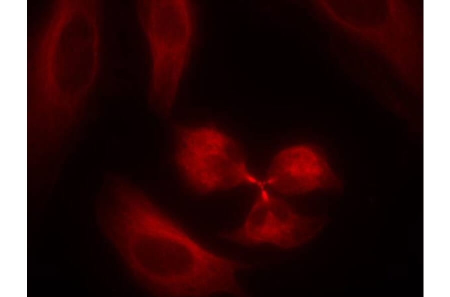 Immunofluorescence - syk (Ab-323) Antibody from Signalway Antibody (21546) - Antibodies.com