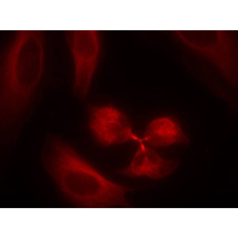 Immunofluorescence - syk (Ab-323) Antibody from Signalway Antibody (21546) - Antibodies.com