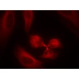 Immunofluorescence - syk (Ab-323) Antibody from Signalway Antibody (21546) - Antibodies.com