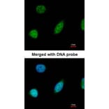 Immunofluorescence - glyoxalase I antibody from Signalway Antibody (22161) - Antibodies.com