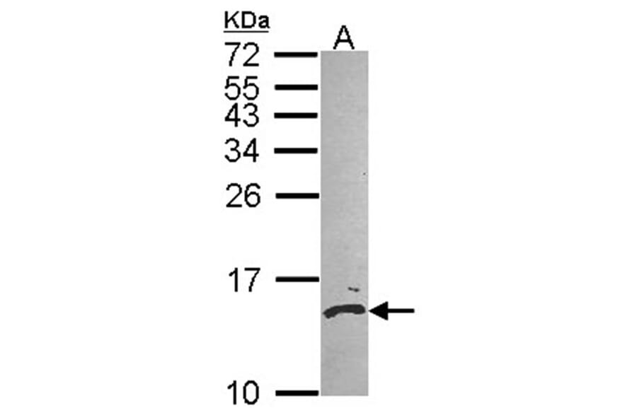 Calmodulin 2 antibody from Signalway Antibody (22363) - Antibodies.com