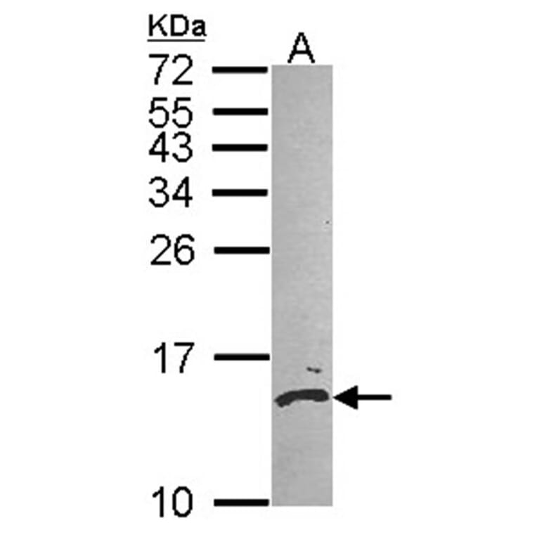 Calmodulin 2 antibody from Signalway Antibody (22363) - Antibodies.com