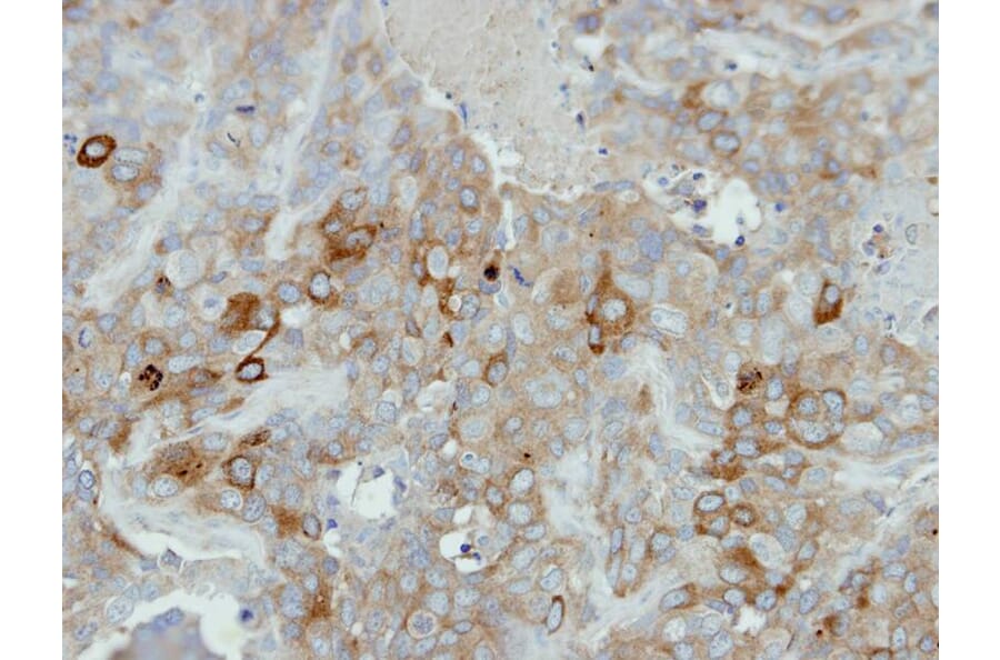 Immunohistochemistry - Calmodulin 2 antibody from Signalway Antibody (22363) - Antibodies.com