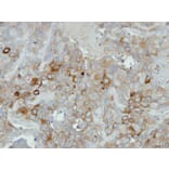 Immunohistochemistry - Calmodulin 2 antibody from Signalway Antibody (22363) - Antibodies.com