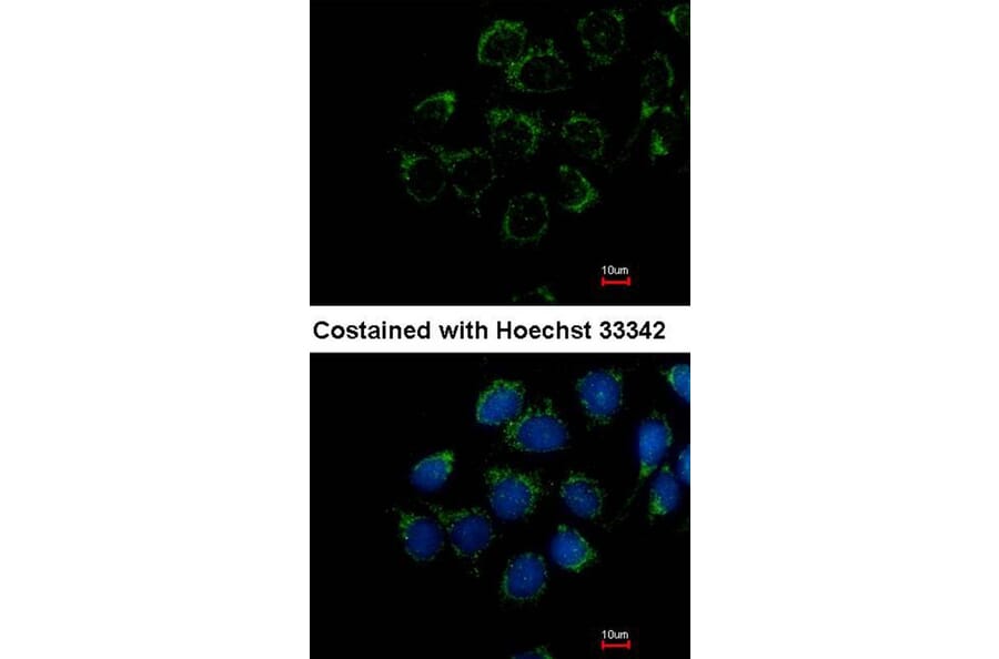 Immunofluorescence - Calmodulin 2 antibody from Signalway Antibody (22363) - Antibodies.com