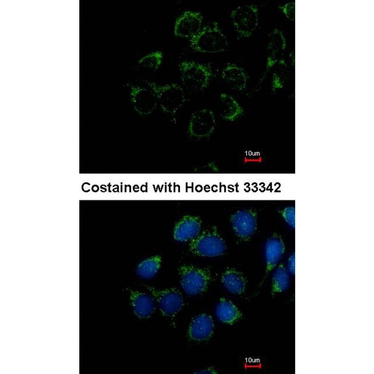 Immunofluorescence - Calmodulin 2 antibody from Signalway Antibody (22363) - Antibodies.com