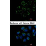 Immunofluorescence - Calmodulin 2 antibody from Signalway Antibody (22363) - Antibodies.com