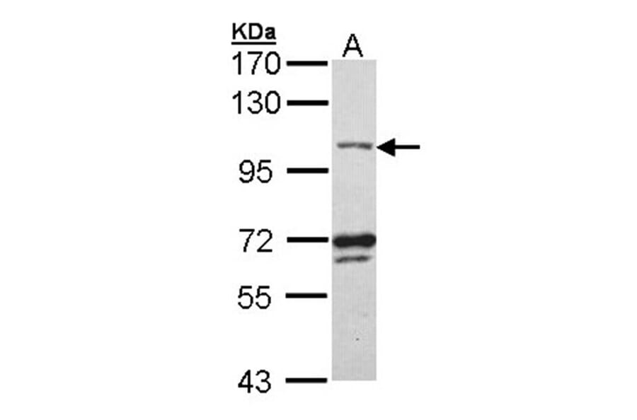 DNA ligase 3 antibody from Signalway Antibody (22508) - Antibodies.com