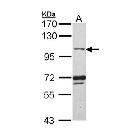 DNA ligase 3 antibody from Signalway Antibody (22508) - Antibodies.com