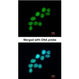 Immunofluorescence - DNA ligase 3 antibody from Signalway Antibody (22508) - Antibodies.com