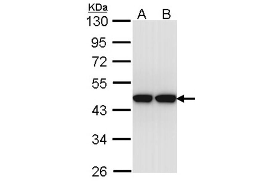 actin-like 8 antibody from Signalway Antibody (22524) - Antibodies.com