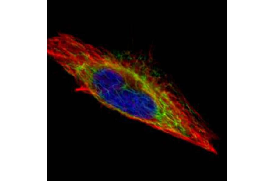 actin-like 8 antibody from Signalway Antibody (22524) - Antibodies.com