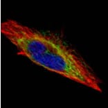 actin-like 8 antibody from Signalway Antibody (22524) - Antibodies.com