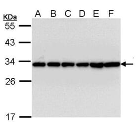 14-3-3 beta antibody from Signalway Antibody (22832) - Antibodies.com
