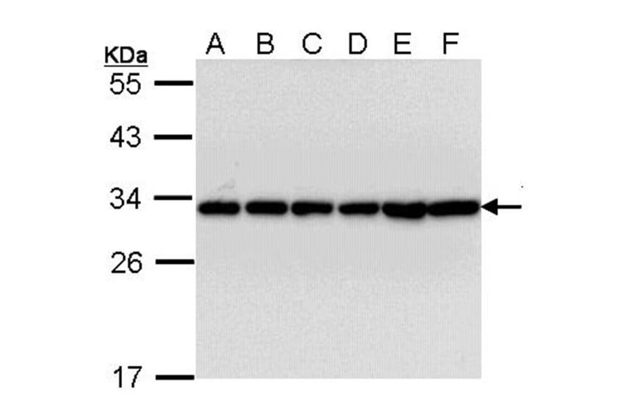 14-3-3 beta antibody from Signalway Antibody (22832) - Antibodies.com