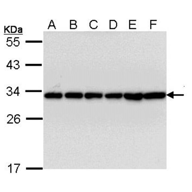 14-3-3 beta antibody from Signalway Antibody (22832) - Antibodies.com